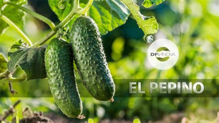Por qué el pepino es el mejor aliado para bajar hasta 15 libras en 7 días