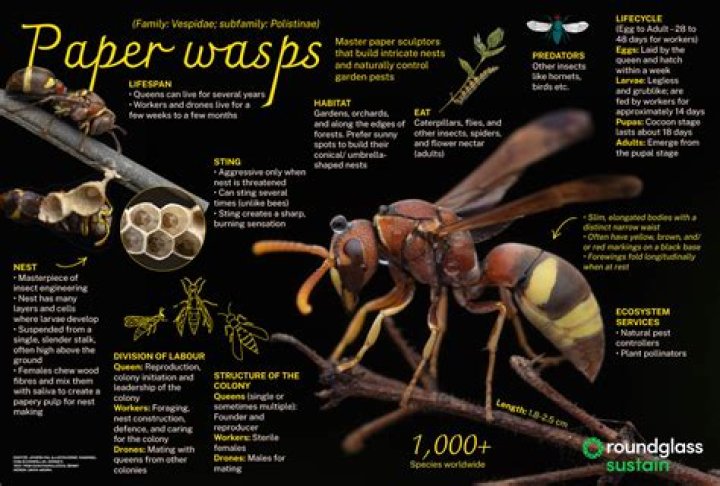 Wising up about wasps - Wanted in Rome